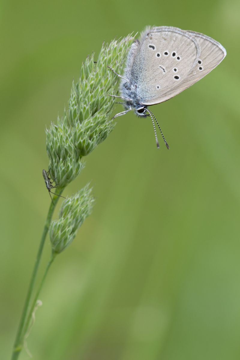 Lycaenidae: Cyaniris semiargus? S !